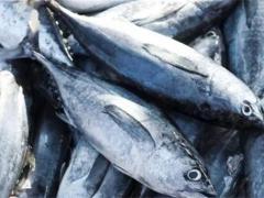金枪鱼的营养价值 金枪鱼和三文鱼的区别